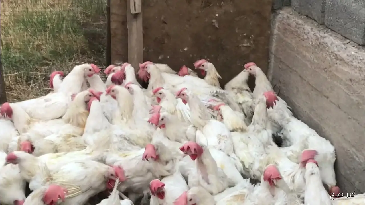 أسعار الفراخ البيضاء اليوم الجمعة 3 أكتوبر 20225 في بورصة الدواجن والأسواق المحلية