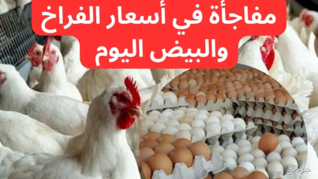 سعر كيلو الفراخ البيضاء اليوم الخميس 23-10-2025 تتقلب بين الثبات والصعود في بورصة الدواجن