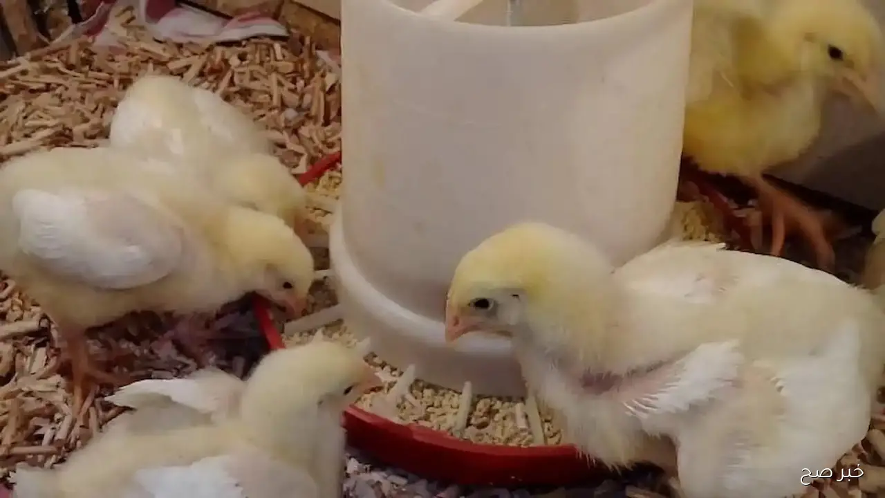 سعر الكتكوت اليوم الخميس 9 أكتوبر 2025 في بورصة الدواجن وجميع الشركات