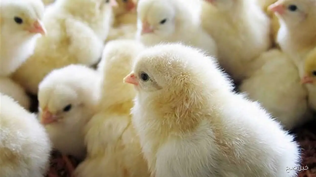 ارتفاع اسعار الكتاكيت اليوم في بورصة الدواجن والأسواق المصرية للمستهلكين