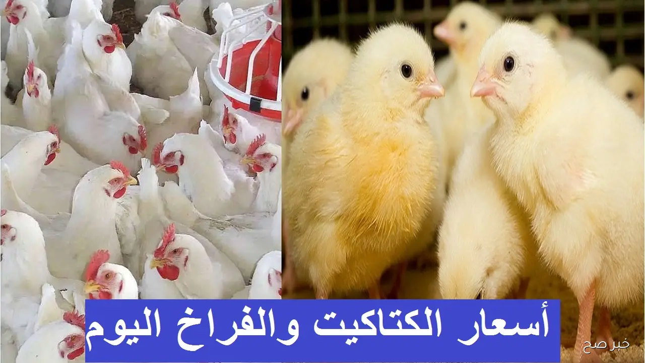 اسعار الكتاكيت اليوم الإثنين 10 نوفمبر 2025 في بورصة الدواجن والشركات