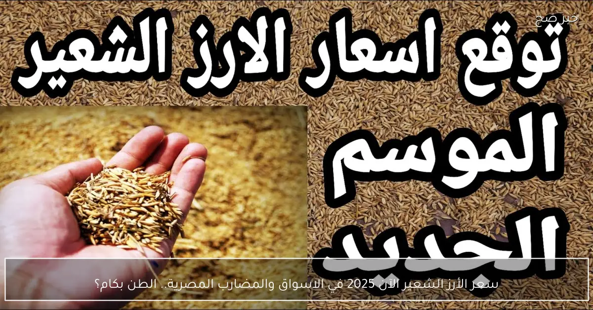 سعر الأرز الشعير الآن 2025 في الاسواق والمضارب المصرية.. الطن بكام؟