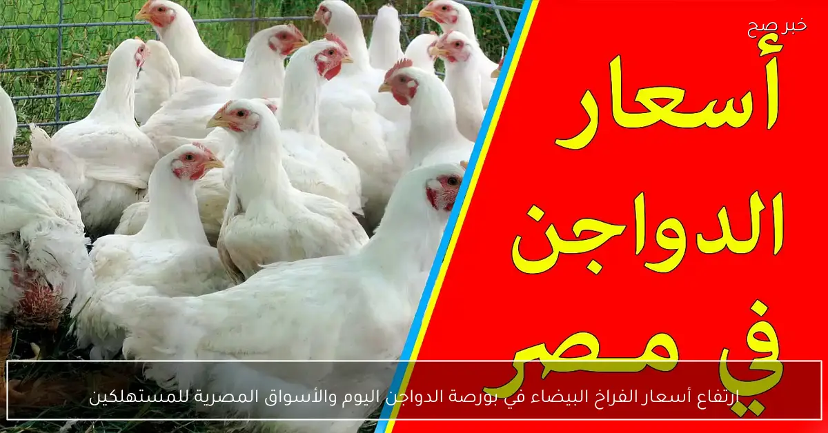 ارتفاع أسعار الفراخ البيضاء في بورصة الدواجن اليوم والأسواق المصرية للمستهلكين