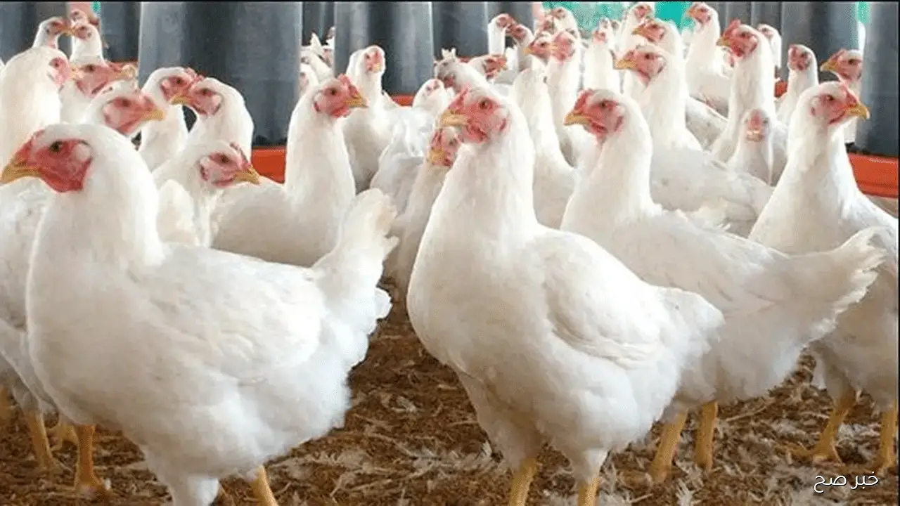 تحديثات بورصة الدواجن اليوم أسعار الفراخ البيضاء في الأسواق المحلية وللمستهلك