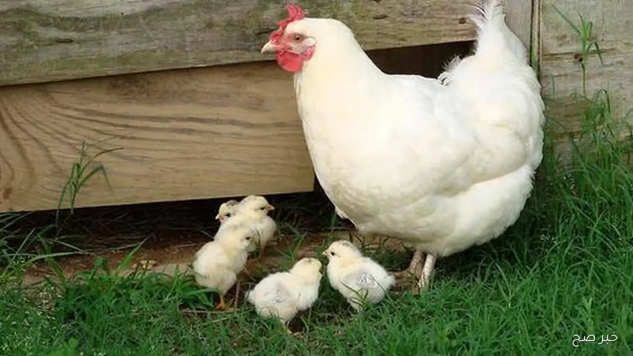 كيلو الفراح اليوم؟ .. اسعار الدواجن اليوم السبت 15 نوفمبر 2025 البيضاء والساسو