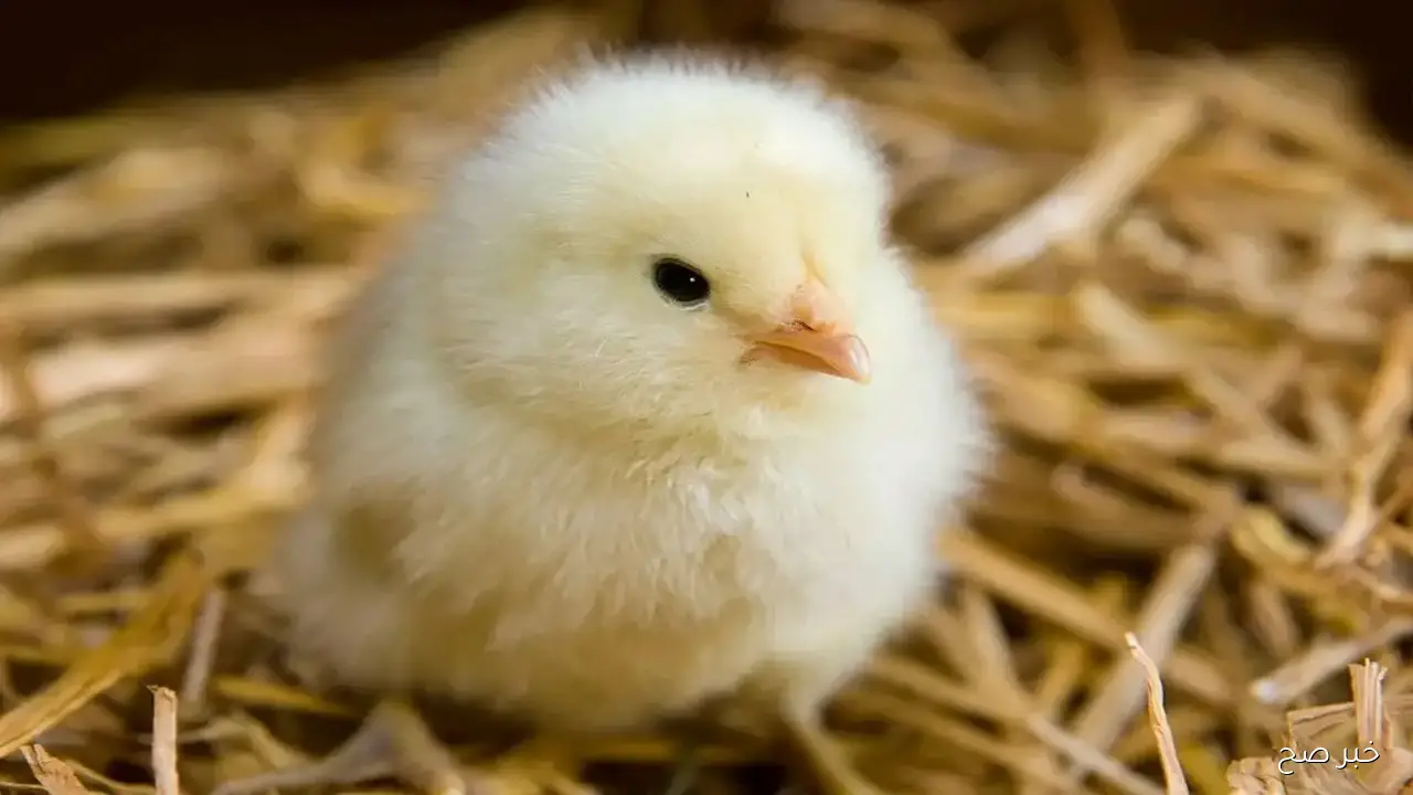 كتكوت ساسو .. اسعار الكتاكيت اليوم الاحد 2025/11/9 في الأسواق المصرية