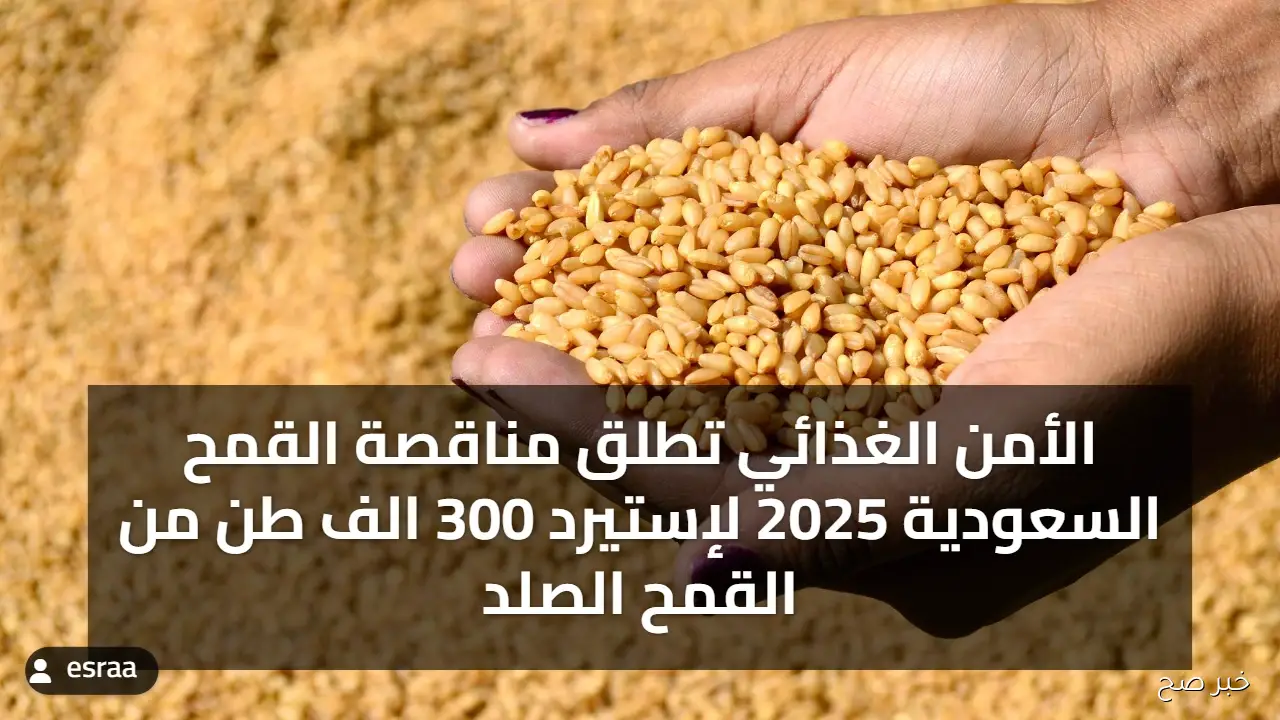 الأمن الغذائي تطلق مناقصة القمح السعودية 2025 لإستيرد 300 الف طن من القمح الصلد