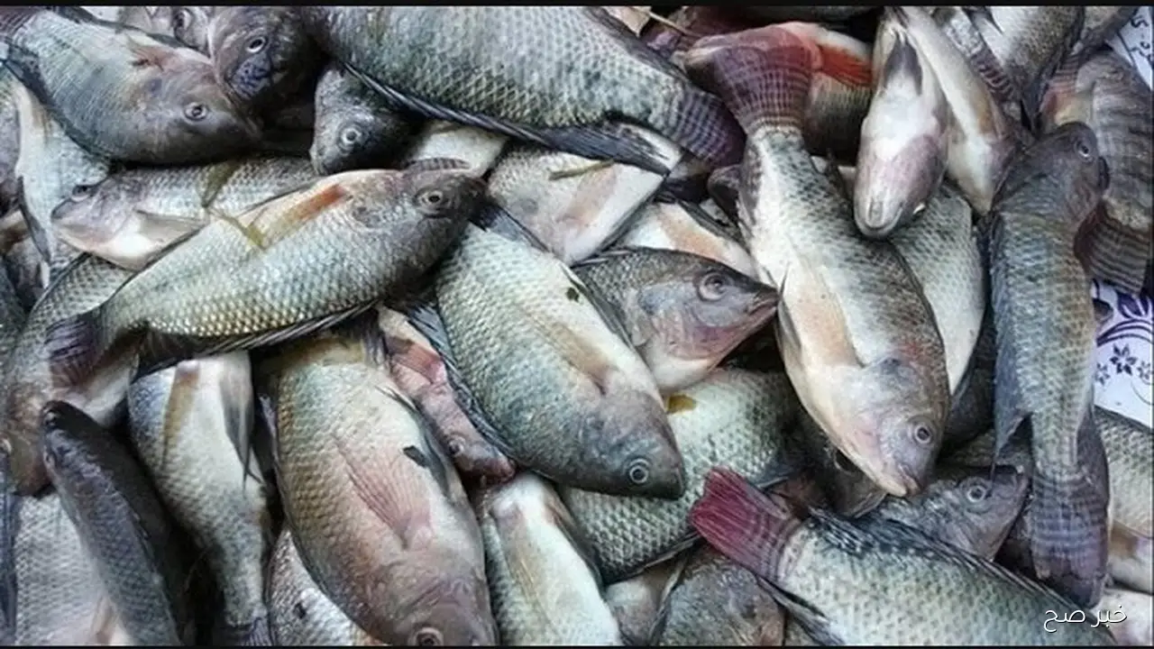 البلطـي عامل كام؟؟ أسعار السمك اليوم السبت 15 نوفمبر 2025 في الاسواق