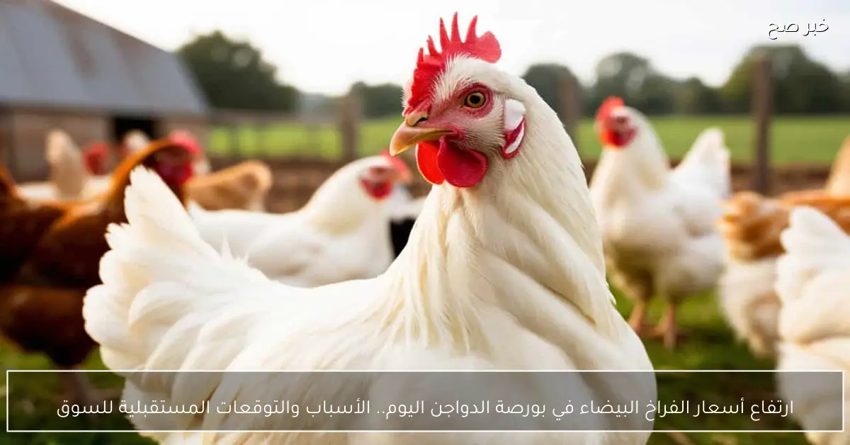 ارتفاع أسعار الفراخ البيضاء في بورصة الدواجن اليوم.. الأسباب والتوقعات المستقبلية للسوق