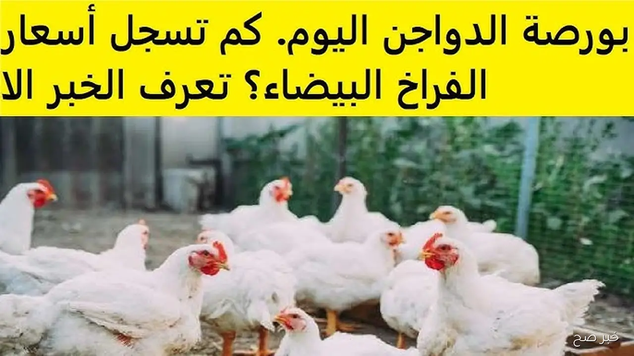 بورصة الدواجن اليوم أسعار الفراخ البيضاء الخميس 13 نوفمبر 2025 .. كيلو الامهات بكام؟