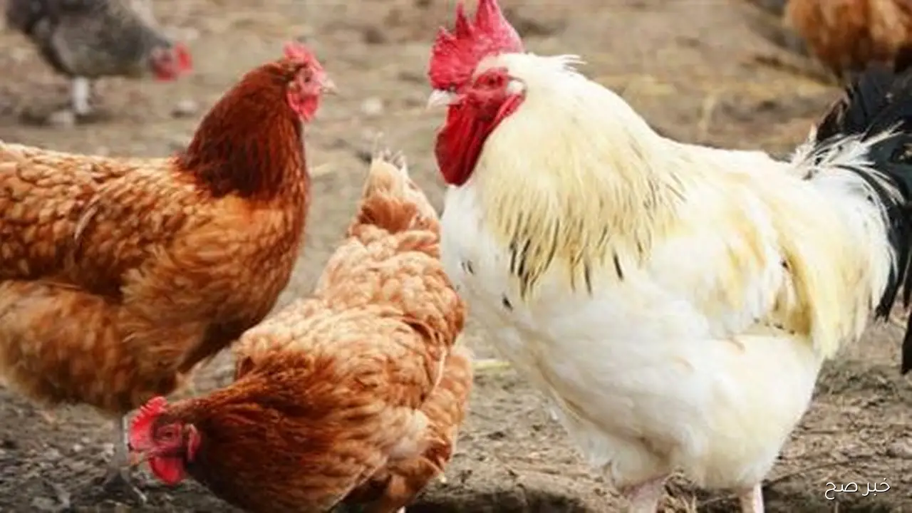 بورصة الدواجن اليوم أسعار الفراخ البيضاء الأحد 16 نوفمبر 2025 مع متابعة أسعار الساسو والبلدي