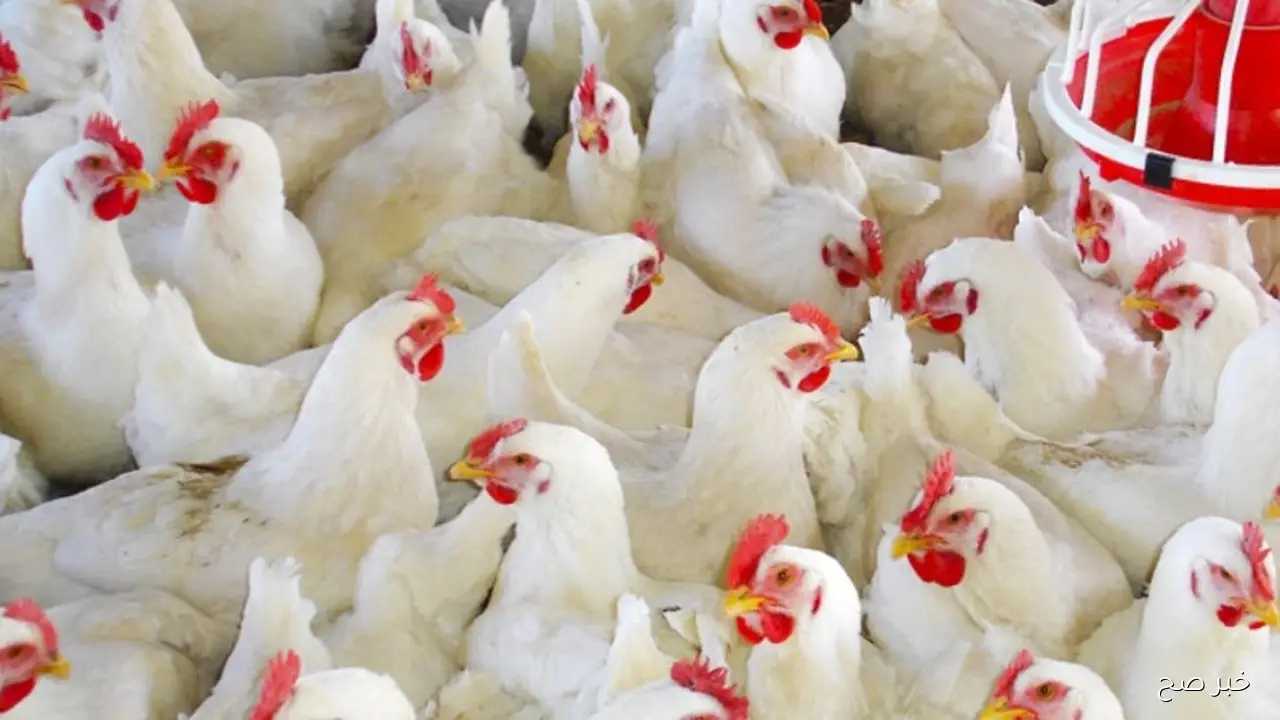 بورصة الدواجن اليوم أسعار الفراخ البيضاء الأحد 2025/11/16 في الأسواق المحلية