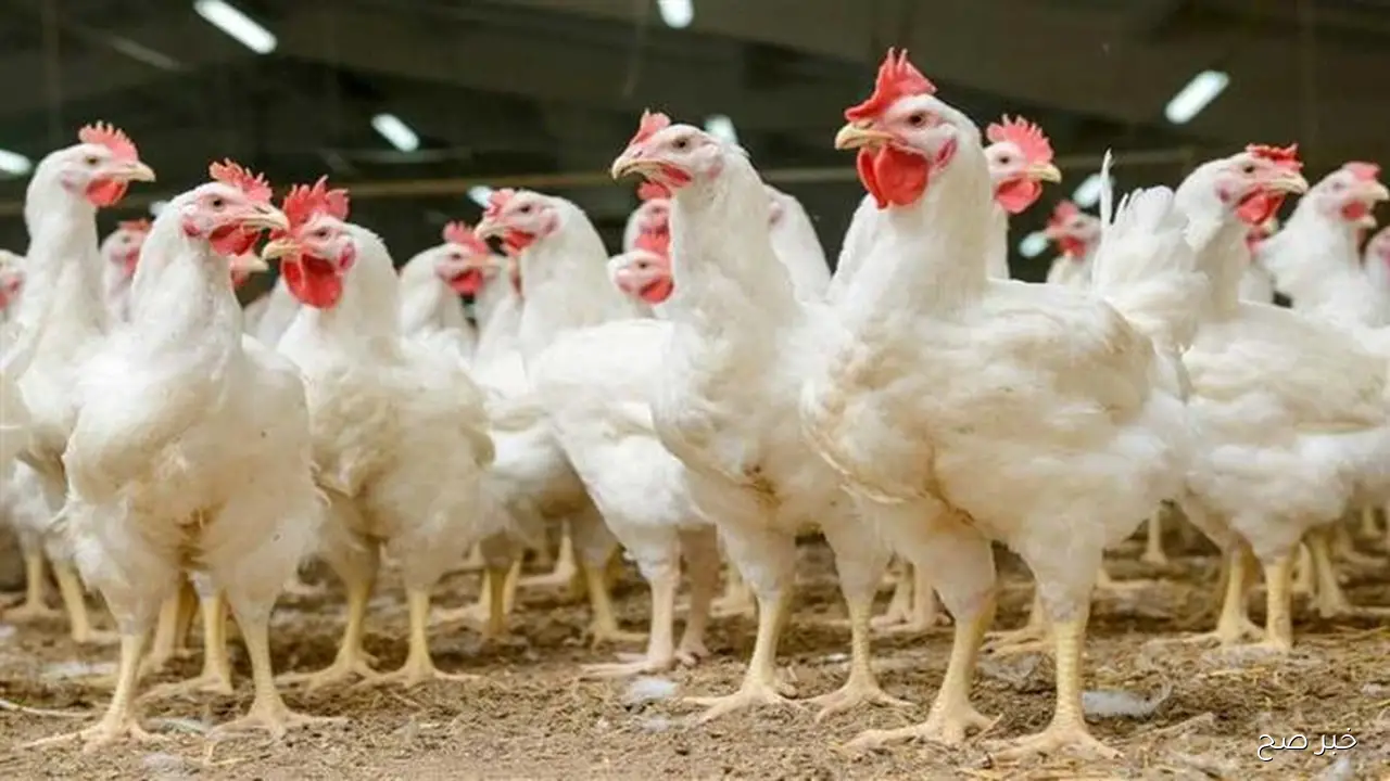 سعر الفراخ البيضاء اليوم الاحد 9 نوفمبر 2025 … إليكم الأنواع والأسعار لدى المزارع والأسواق