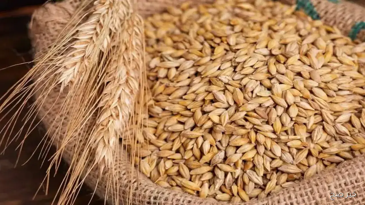 رفيع وعريض الحبة .. سعر طن الأرز الشعير اليوم الأربعاء 2025/11/12 في الأسواق المحلية