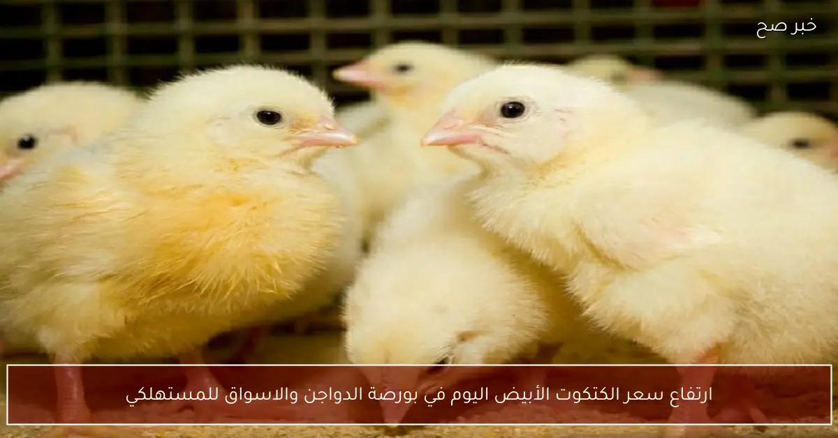 ارتفاع سعر الكتكوت الأبيض اليوم في بورصة الدواجن والاسواق للمستهلكين.. عمر يوم بكام؟