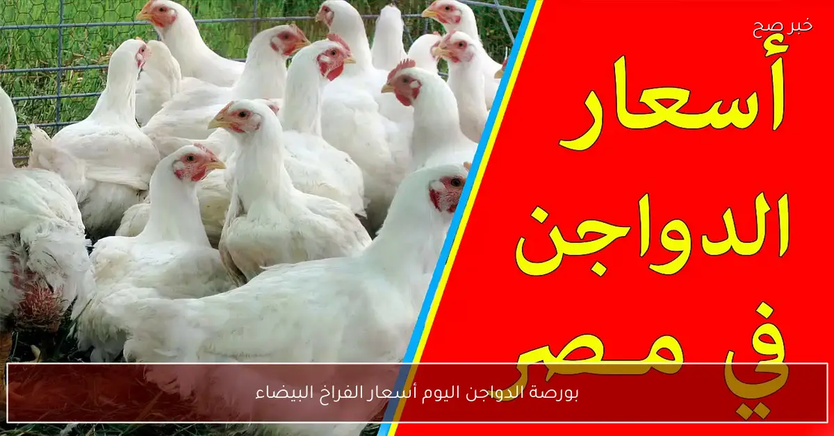 ارتفاع أسعار الفراخ البيضاء في بورصة الدواجن اليوم في مصر.. الكيلو وصل كام؟