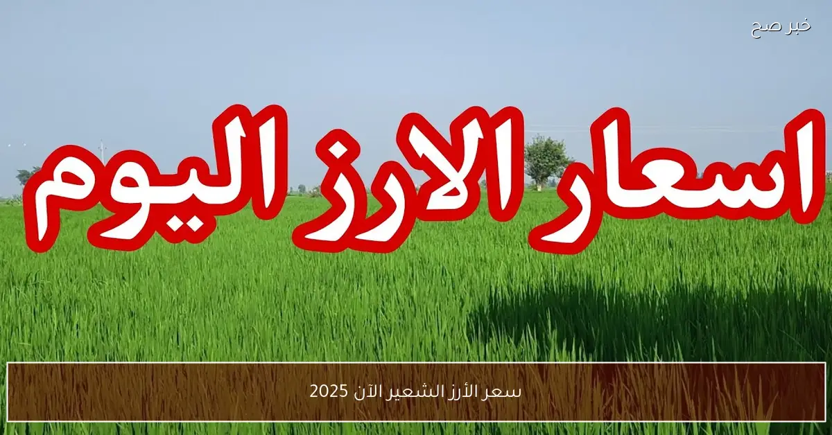 سعر الأرز الشعير الآن 2025 في الاسواق والمضارب للمستهلكين والتجار