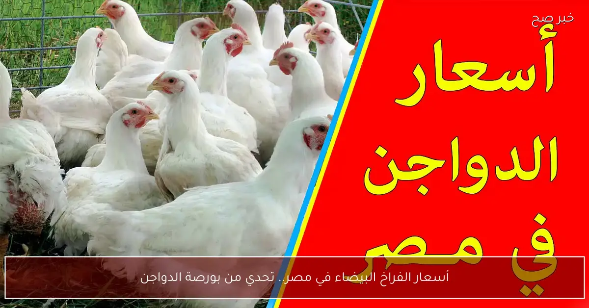 أسعار الفراخ البيضاء في مصر.. تحديثات جديدة من بورصة الدواجن اليوم
