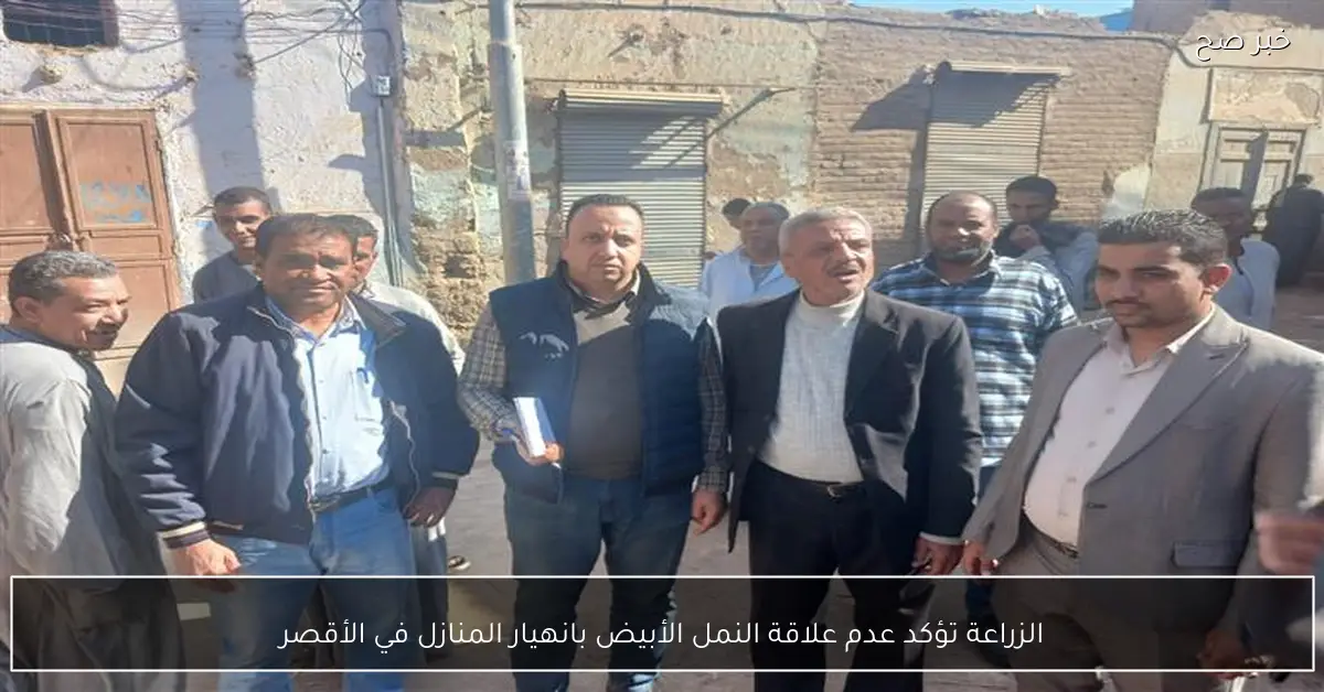 الزراعة تؤكد عدم علاقة النمل الأبيض بانهيار المنازل في الأقصر