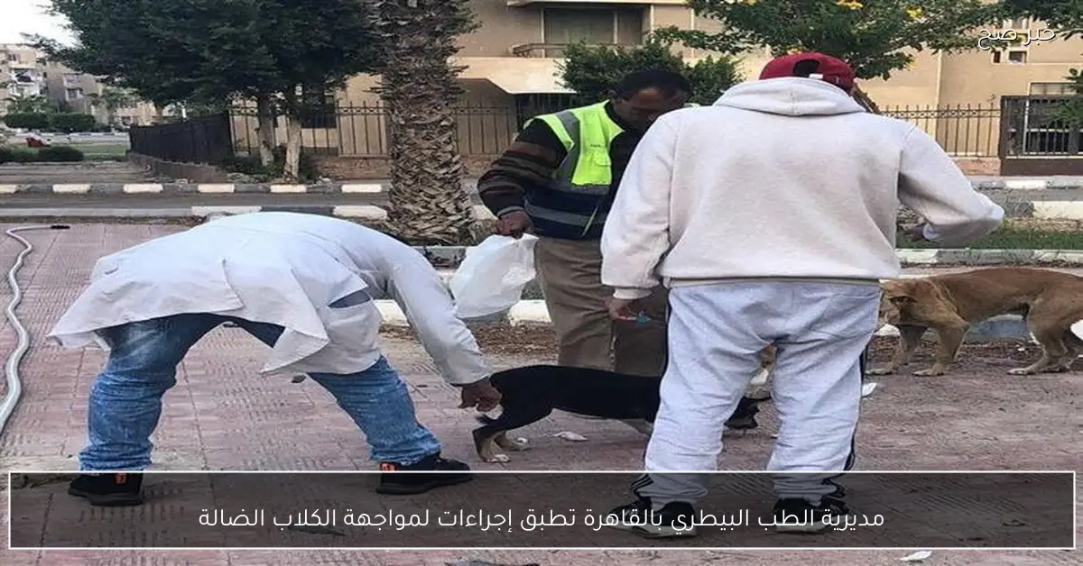 مديرية الطب البيطري بالقاهرة تطبق إجراءات لمواجهة الكلاب الضالة