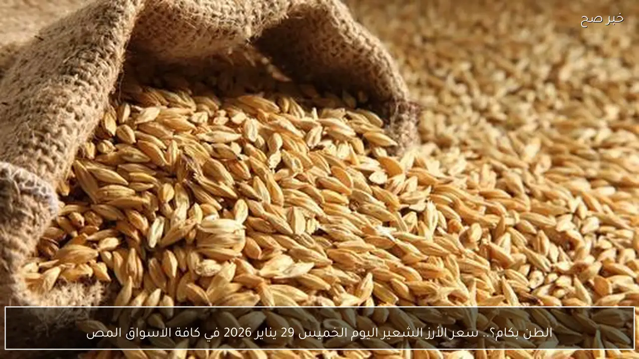 الطن بكام؟.. سعر الأرز الشعير اليوم الخميس 29 يناير 2026 في كافة الاسواق المصرية