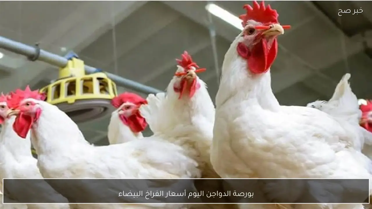 استقرار ملحوظ في بورصة الدواجن اليوم أسعار الفراخ البيضاء الجمعة 23-1-2026 وفق آخر تحديث