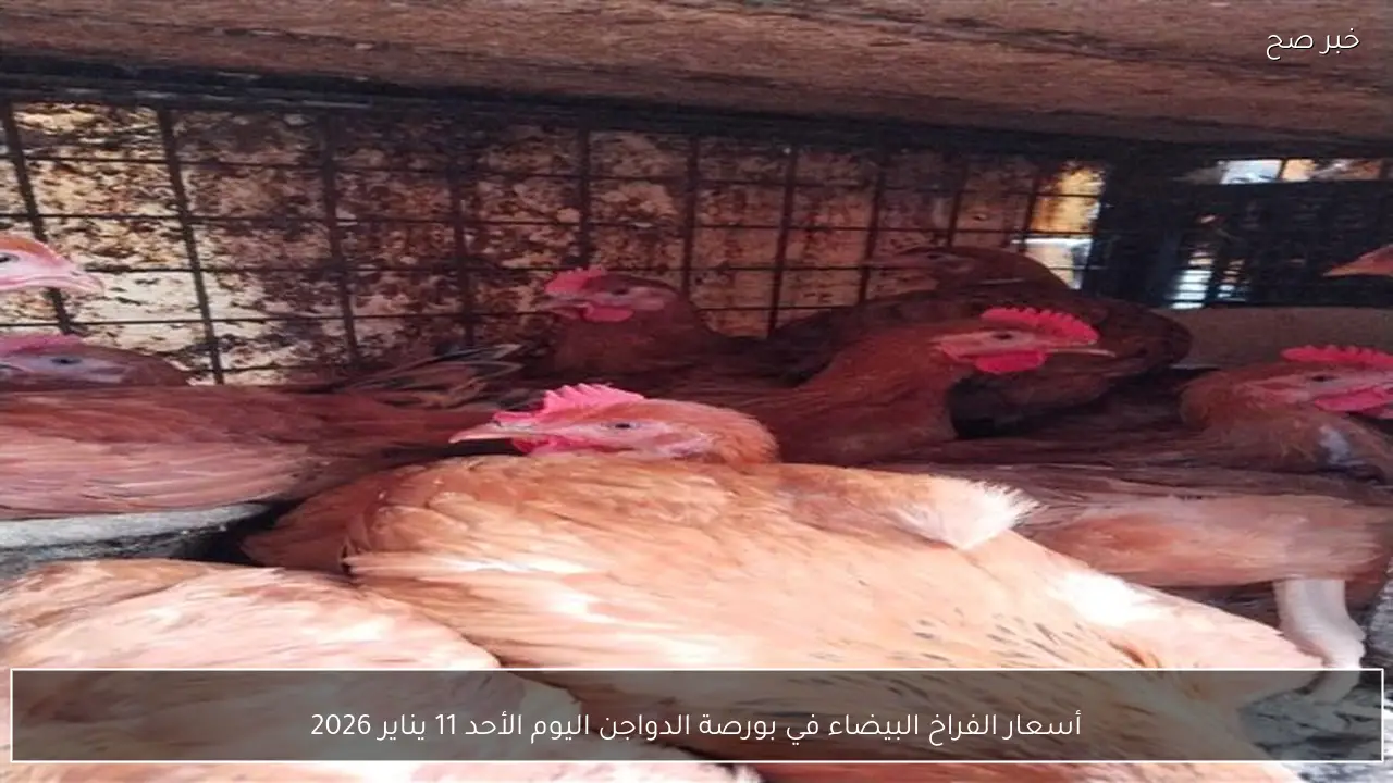 أسعار الفراخ البيضاء في بورصة الدواجن اليوم الأحد 11 يناير 2026