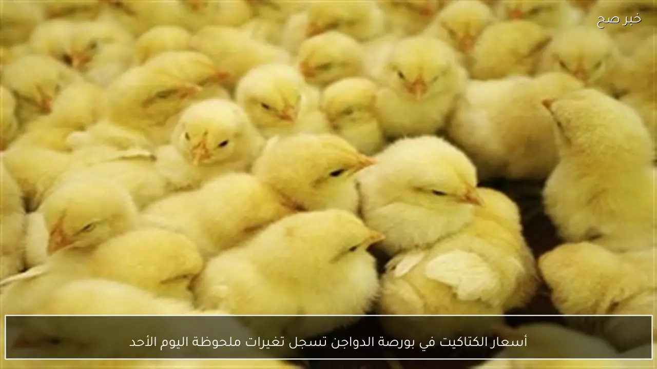 أسعار الكتاكيت في بورصة الدواجن تسجل تغيرات ملحوظة اليوم الأحد