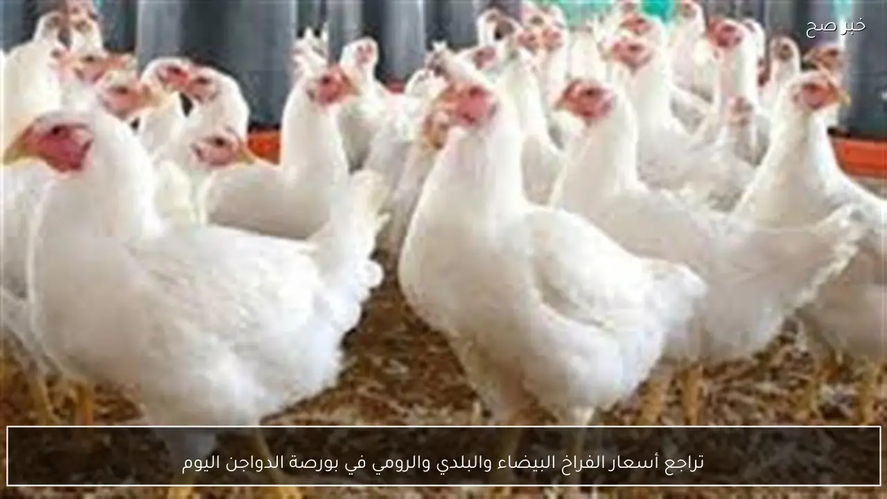 تراجع أسعار الفراخ البيضاء والبلدي والرومي في بورصة الدواجن اليوم