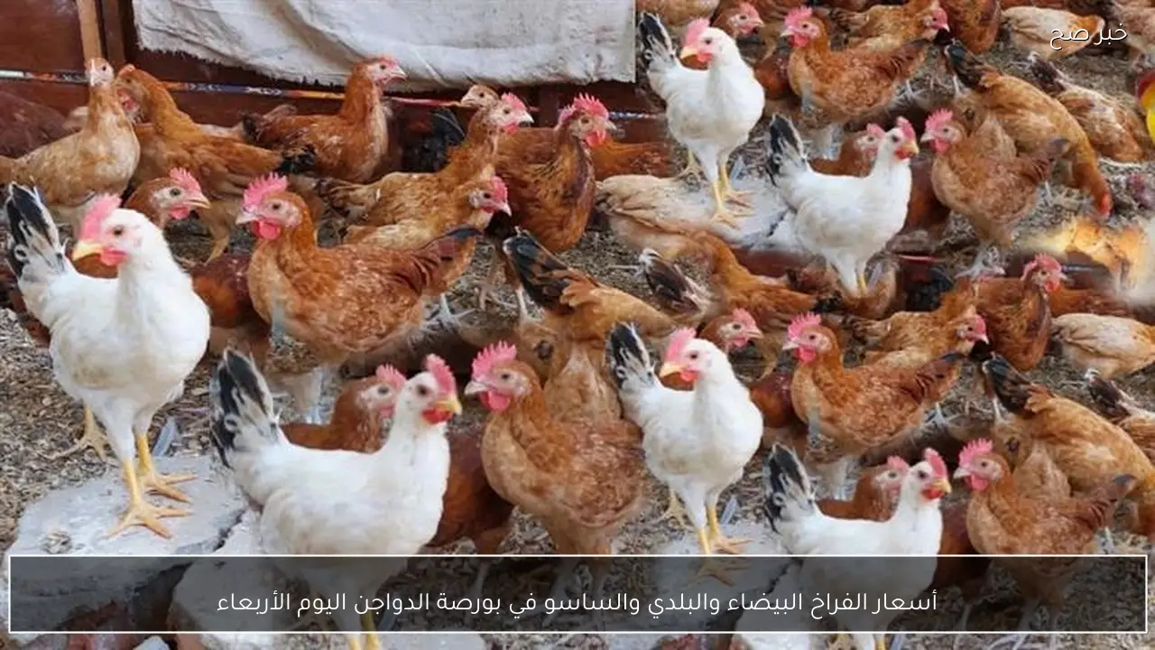 أسعار الفراخ البيضاء والبلدي والساسو في بورصة الدواجن اليوم الأربعاء