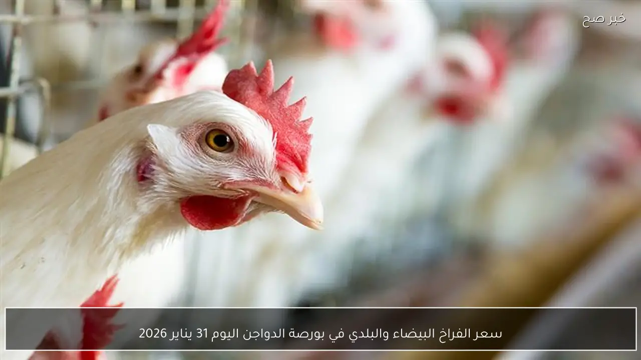 سعر الفراخ البيضاء والبلدي في بورصة الدواجن اليوم 31 يناير 2026
