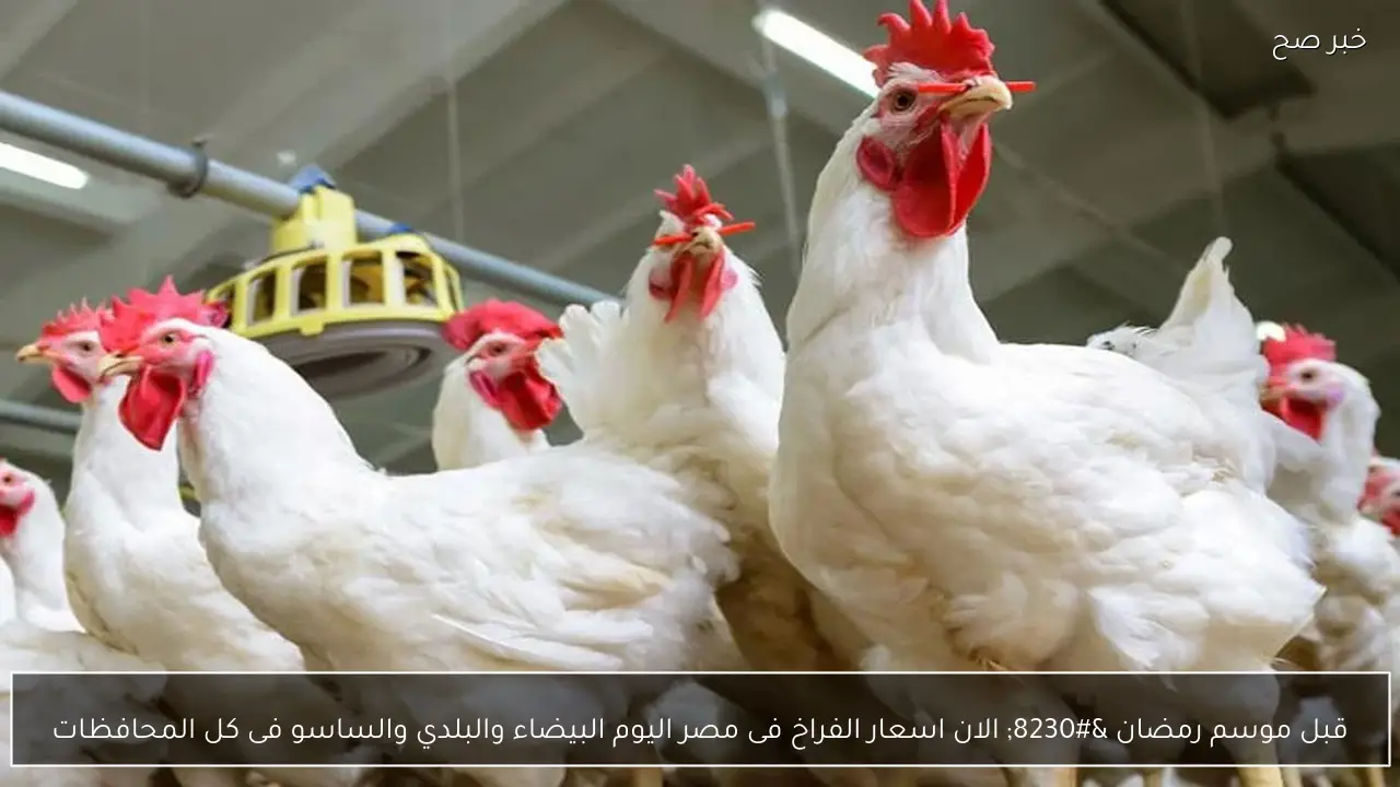 قبل موسم رمضان … الان اسعار الفراخ فى مصر اليوم البيضاء والبلدي والساسو فى كل المحافظات