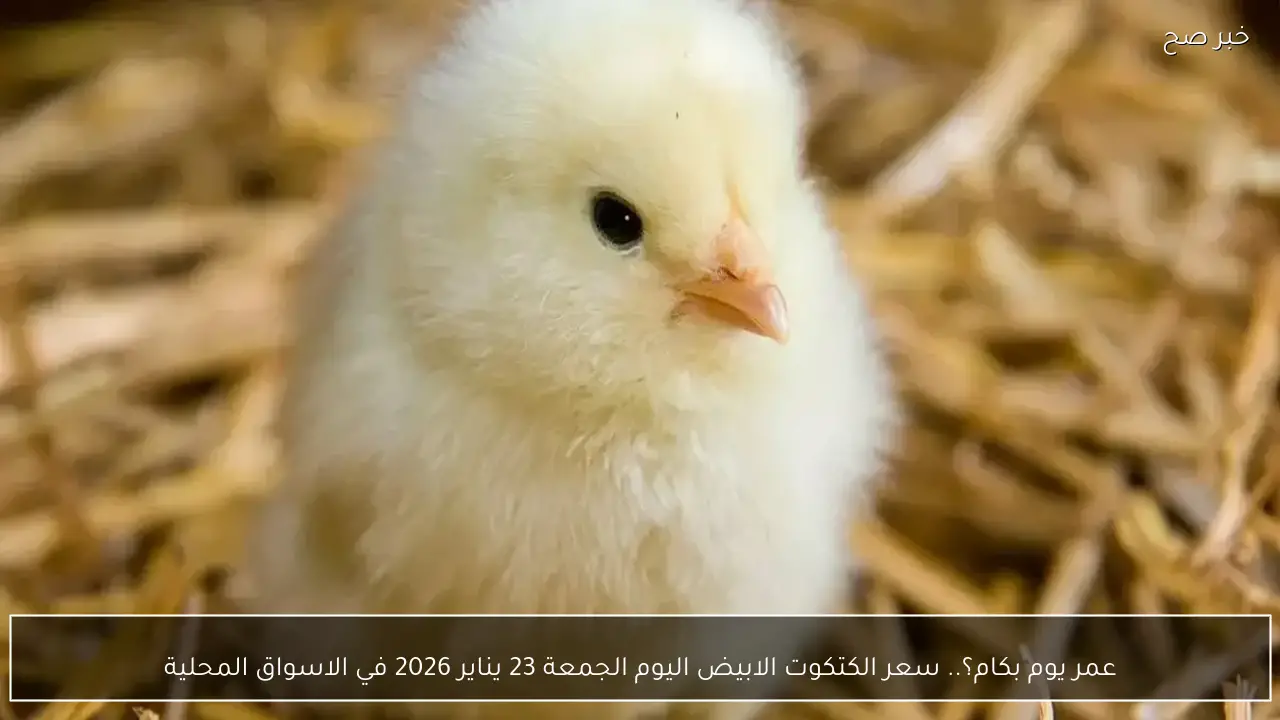 عمر يوم بكام؟.. سعر الكتكوت الابيض اليوم الجمعة 23 يناير 2026 في الاسواق المحلية