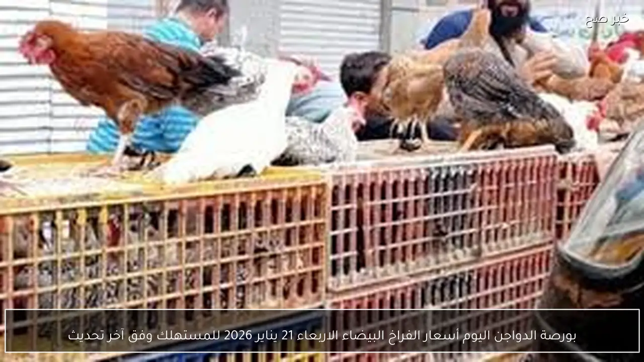 بورصة الدواجن اليوم أسعار الفراخ البيضاء الاربعاء 21 يناير 2026 للمستهلك وفق آخر تحديث