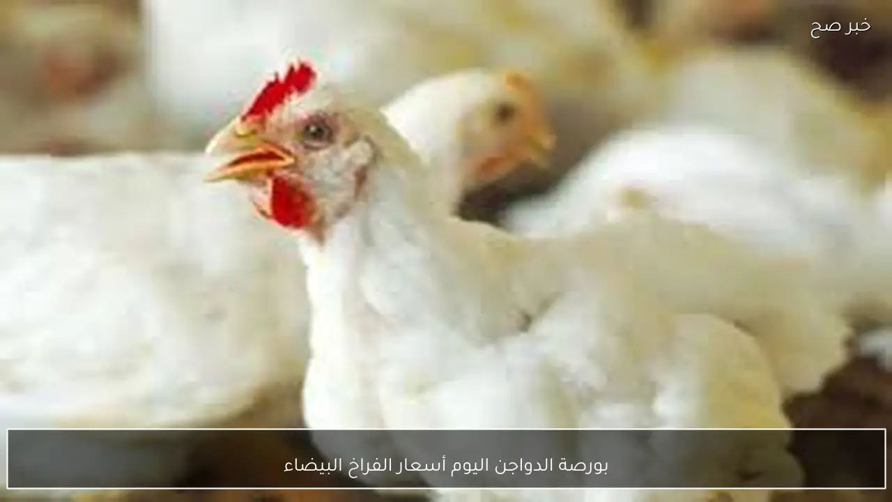 بورصة الدواجن اليوم أسعار الفراخ البيضاء الخميس 22-1-2026 للمستهلك بمنتصف التعاملات