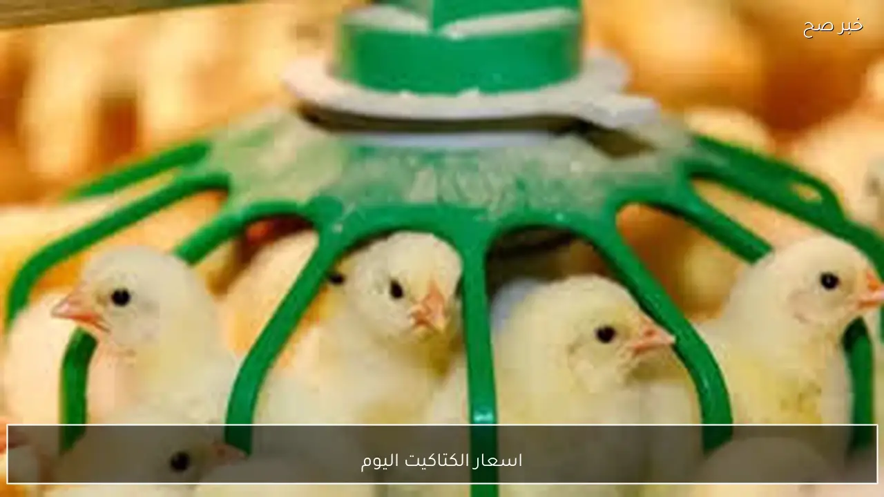 اسعار الكتاكيت اليوم الخميس 29 يناير 2026 في بورصة الدواجن والاسواق المحلية