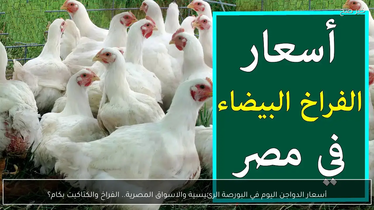 أسعار الدواجن اليوم في البورصة الرئيسية والاسواق المصرية.. الفراخ والكتاكيت بكام؟