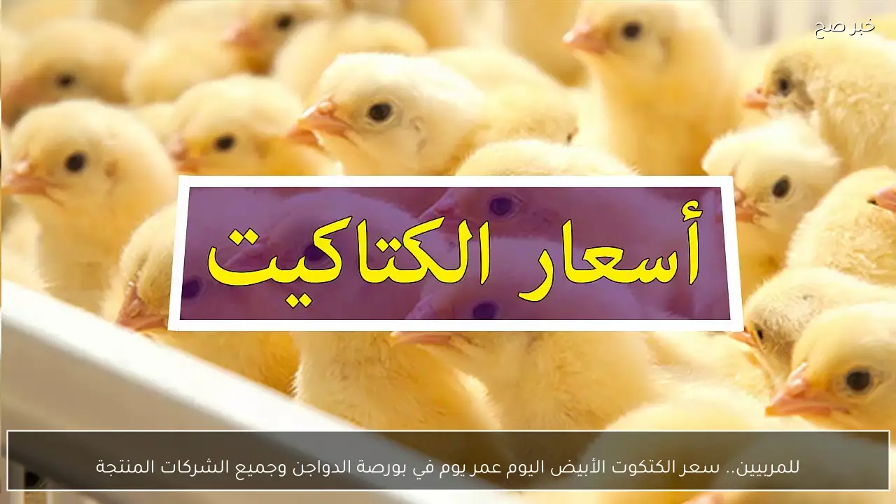 للمربيين.. سعر الكتكوت الأبيض اليوم عمر يوم في بورصة الدواجن وجميع الشركات المنتجة