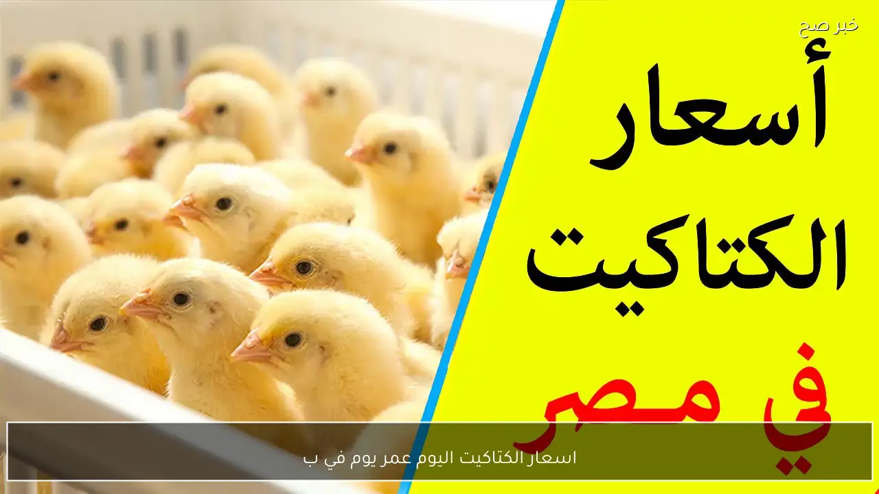 اسعار الكتاكيت اليوم عمر يوم في بورصة الدواجن والأسواق المصرية للمستهلكين