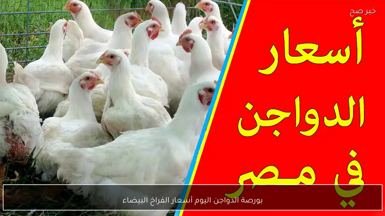 بورصة الدواجن اليوم في مصر.. تحديثات جديدة لأسعار الفراخ البيضاء والساسو والبلدي