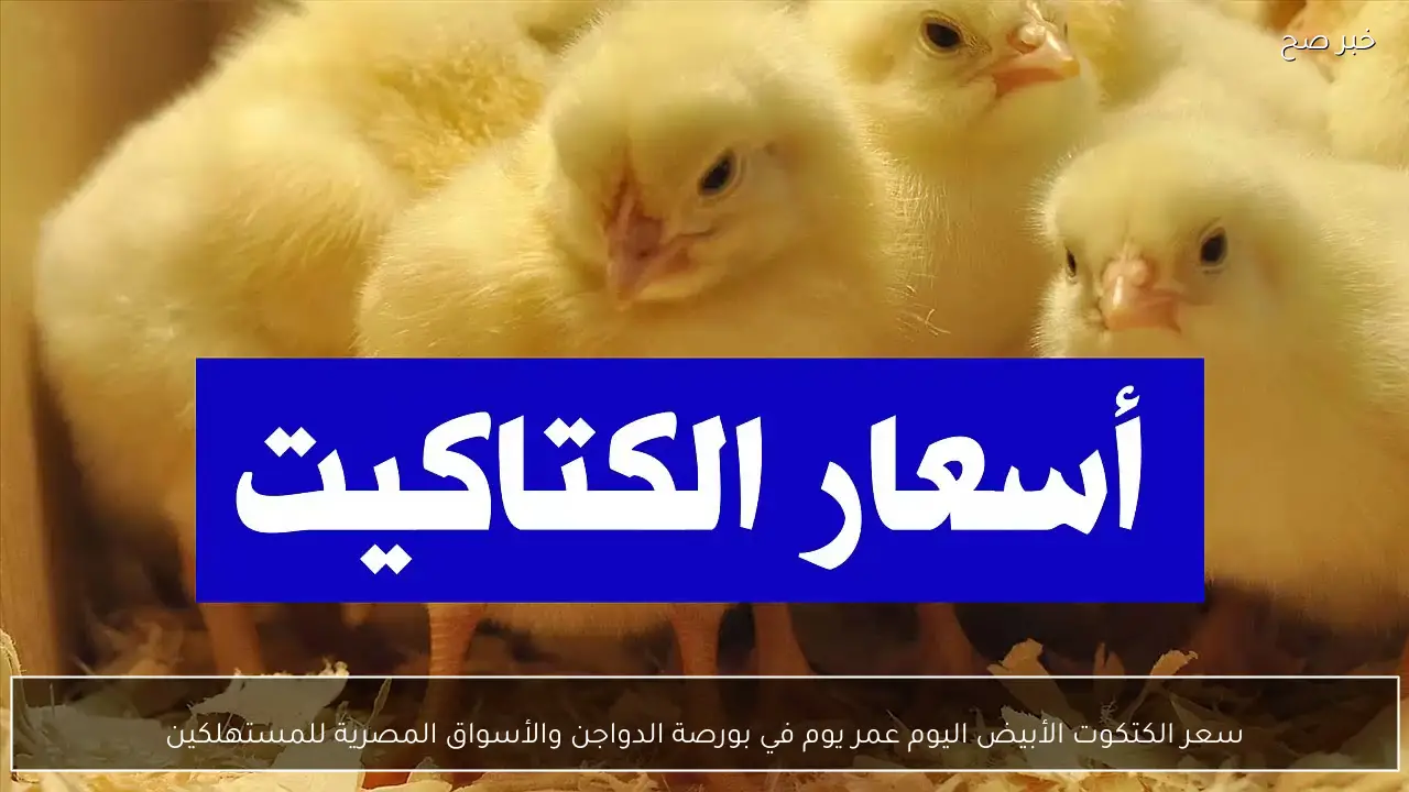 سعر الكتكوت الأبيض اليوم عمر يوم في بورصة الدواجن والأسواق المصرية للمستهلكين