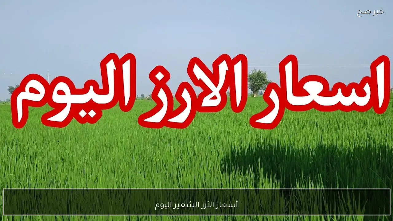 أسعار الأرز الشعير اليوم الاحد 18 يناير 2026 في الاسواق والمضارب المصرية.. الطن بكام؟