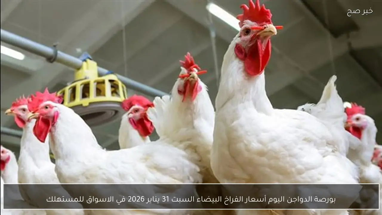 بورصة الدواجن اليوم أسعار الفراخ البيضاء السبت 31 يناير 2026 في الاسواق للمستهلك