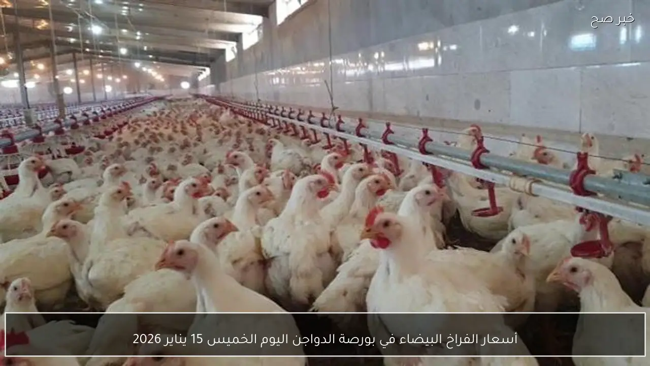 أسعار الفراخ البيضاء في بورصة الدواجن اليوم الخميس 15 يناير 2026