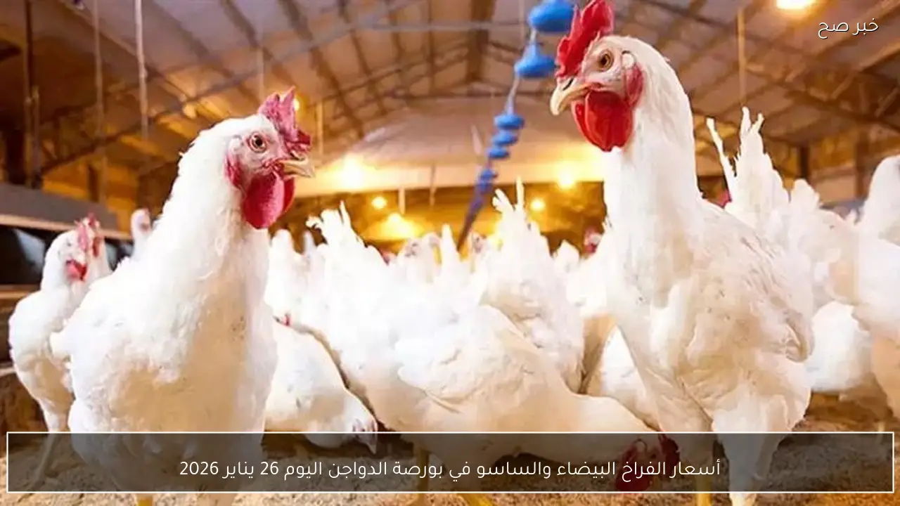 أسعار الفراخ البيضاء والساسو في بورصة الدواجن اليوم 26 يناير 2026
