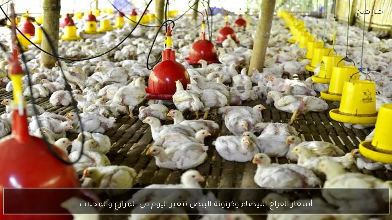 أسعار الفراخ البيضاء وكرتونة البيض تتغير اليوم في المزارع والمحلات