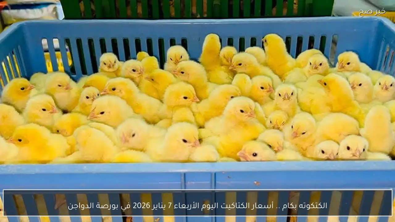 الكتكوته بكام .. أسعار الكتاكيت اليوم الأربعاء 7 يناير 2026 في بورصة الدواجن