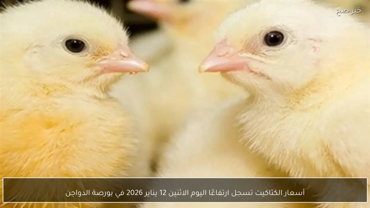 أسعار الكتاكيت تسجل ارتفاعًا اليوم الاثنين 12 يناير 2026 في بورصة الدواجن