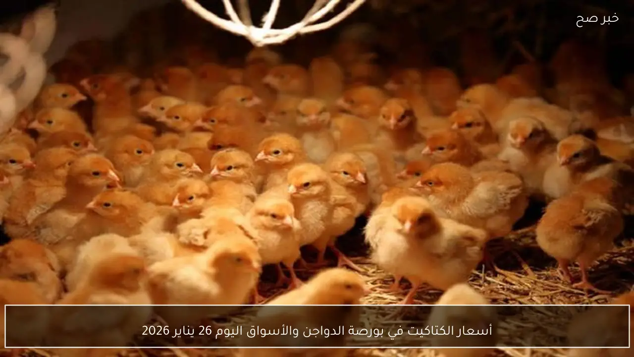 أسعار الكتاكيت في بورصة الدواجن والأسواق اليوم 26 يناير 2026