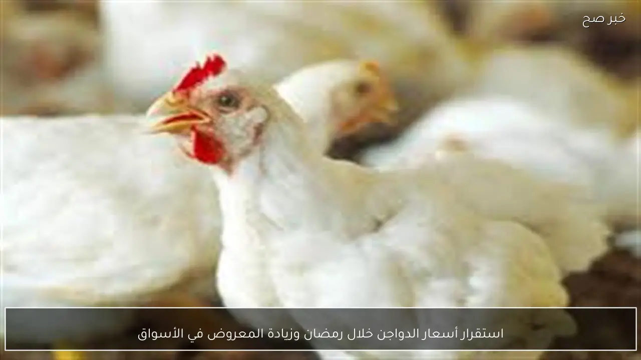 استقرار أسعار الدواجن خلال رمضان وزيادة المعروض في الأسواق
